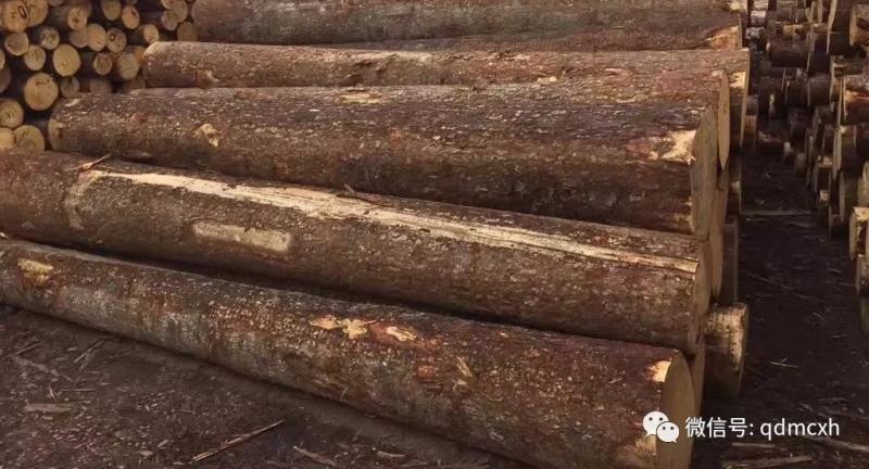 中国木材进口转向全球森林资源