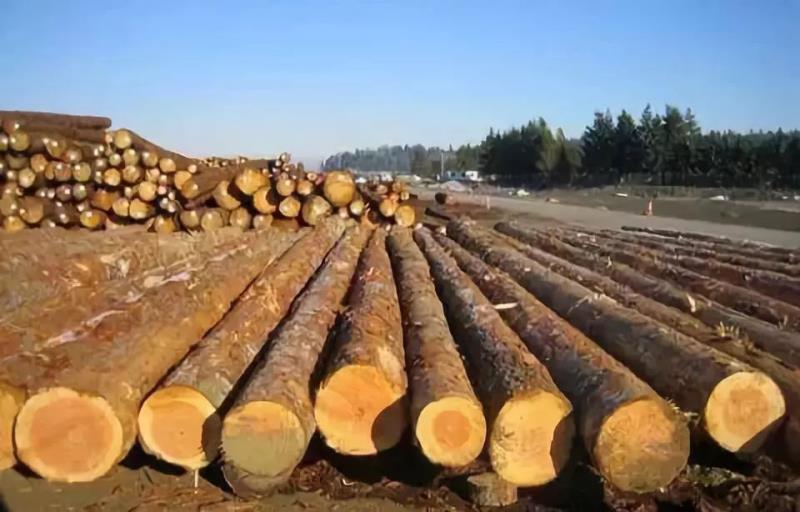 美国芝加哥木材期货交易的变更受到行业内认可
